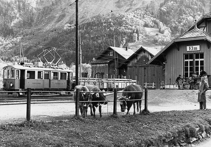 Drei Kühe warten bei der Station Elm auf den Transport mit der Bahn.